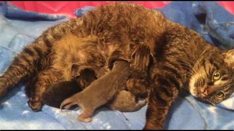 Cat Giving Birth To 5 Baby Kittens For First Time Youtube