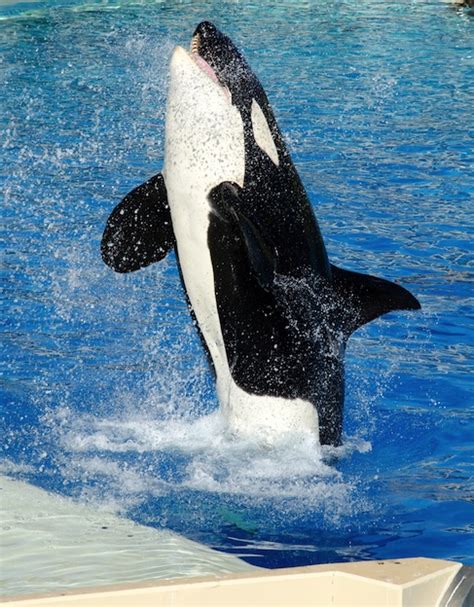 Killer Whales In Captivity Killer Whale Facts And Information