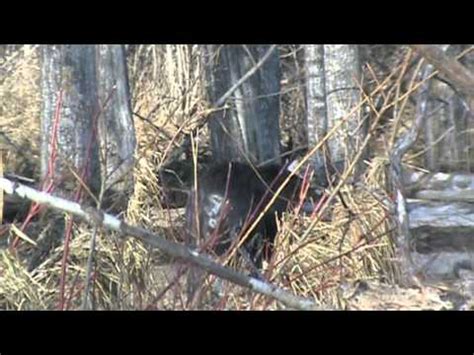 Beaver Hunting 2 YouTube