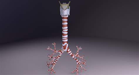 Larynx And Trachea 3d Model Cgtrader