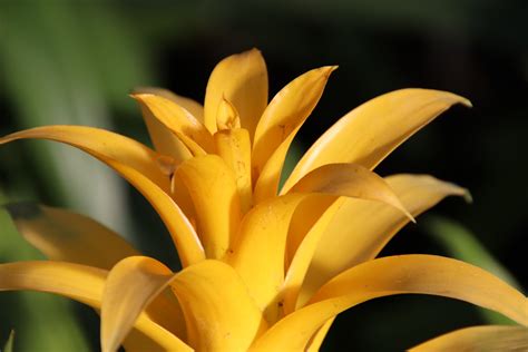 Everything You Need To Know About Bromeliad Blooms Happysprout