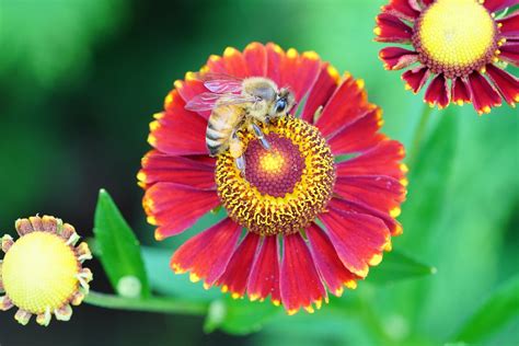 plantes à miel pour aider et attirer les abeilles Page sur Jardin de Grand Meres