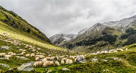 Herd And Pasture With Sheep And Mountains Landscape Image