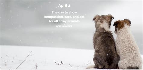 Op 4 April Is Het Wereld Zwerfdierendag Stray Afp Nl