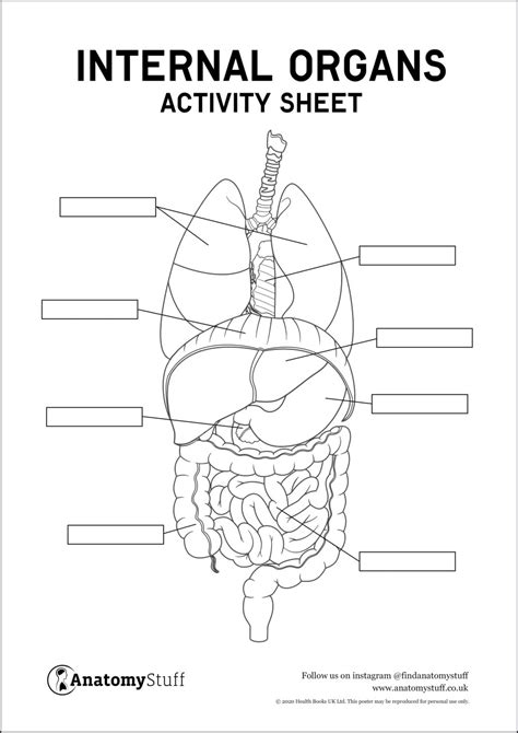 Internal Organs Activity Sheet Pdf