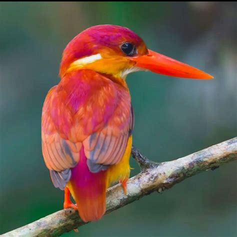 39 Popular Big Beautiful Birds Pictures