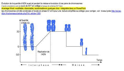 Évolution de la quantité d ADN avant et pendant la méiose et évolution
