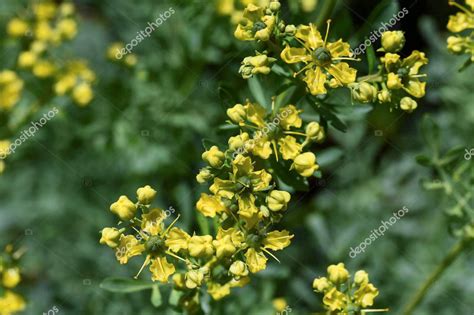 How To Grow The Herb Rue Info Article Guide Sunblest Products