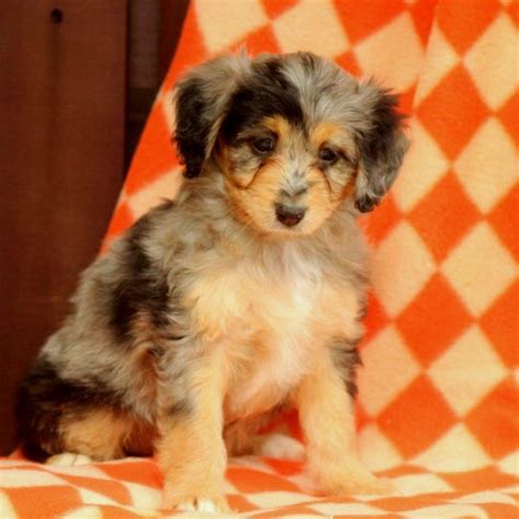 The bernedoodle is a cross between a bernese mountain dog and a poodle. Brittany - Miniature Aussiedoodle Puppy For Sale in Pennsylvania | Miniature puppies, Puppies ...