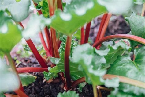 How To Harvest Rhubarb