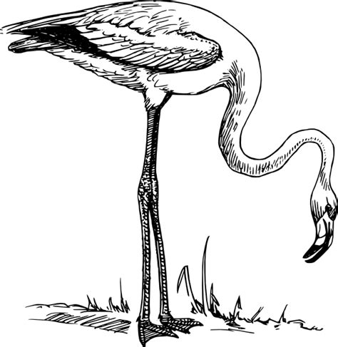 Flamingo 2 Clip Art At Vector Clip Art Online