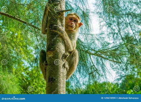 Monkey Climbing On The Tree Stock Image Image Of Forest Watching
