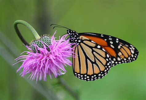Monarch And Thistle A Monarch Butterfly On Thistle Seen Al Flickr