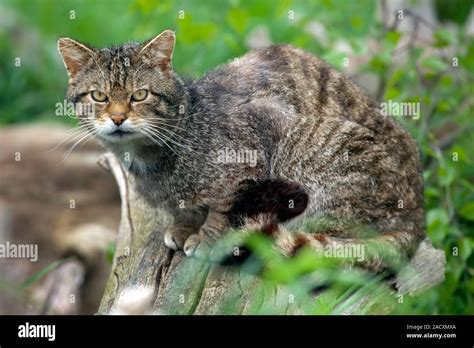 scottish wild cat felis silvestris grampia this captive individual was photographed in the uk