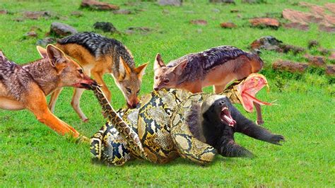Omg The Wild Jackal Clan Attacks The Giant Python And Rescues The