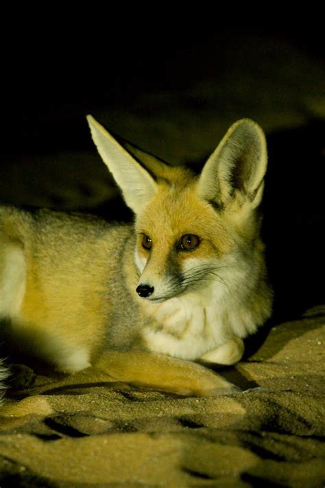 White Desert Egypt Nocturnal Visitors Desert Fox Pet Birds