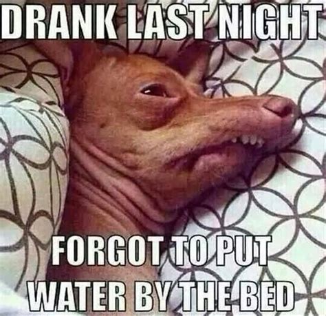 50 Top Hangover Meme That Make You So Much Laugh Quotesbae