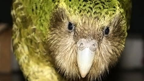 Kakapo Has Most Successful Breeding Season On Record