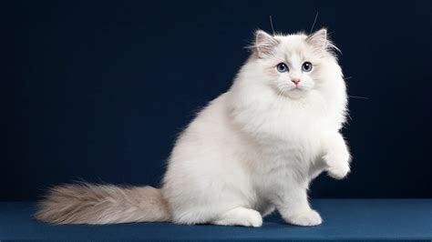 Scottish fold cat sitting on table near metal bowl. White Cat Is Sitting On Blue Table With One Leg Up HD ...
