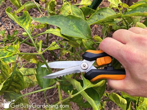 How To Prune Pepper Plants For Maximum Yield In 5 Steps Get Busy