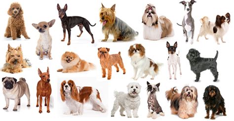 Difference Between Miniature And Toy Dog Breeds Dog Bread