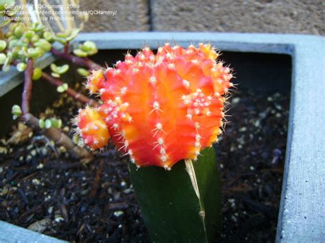 Hoffman 10404 organic cactus and succulent soil mix, 4 quarts. PlantFiles Pictures: Ruby Ball, Moon Cactus 'Hibotan ...