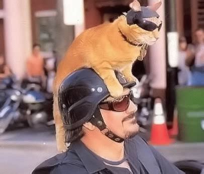 This creature makes a formidable patronus, attacking dementors from all three heads, disabling them quickly and ferociously. DIY Anti-Magpie-Attack Bicycle Helmet Designs - Core77