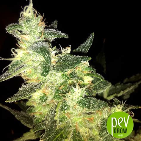 Jacky White From Paradise Seeds Ideal For Discharging Your Mind