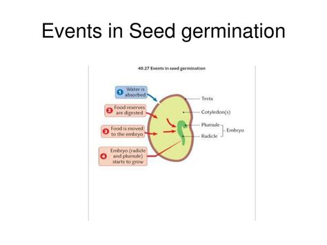 Ppt Introduction To Plants Powerpoint Presentation Free Download