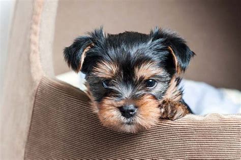 Yorkies First Year Training Timeline For A Yorkshire Terrier Puppy