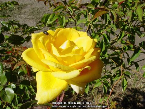 Rose Rosa Oregold In The Roses Database