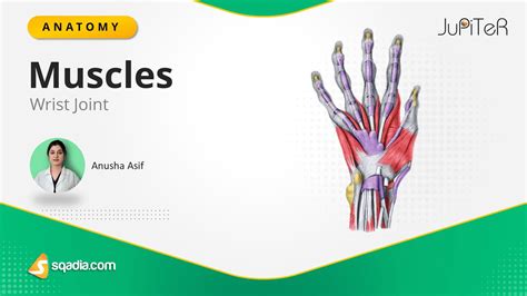 Wrist Joint Muscles