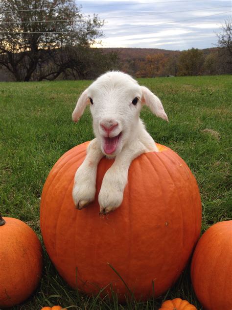 Happy Fall Yall Cute Funny Animals Cute Little Animals Baby Animals