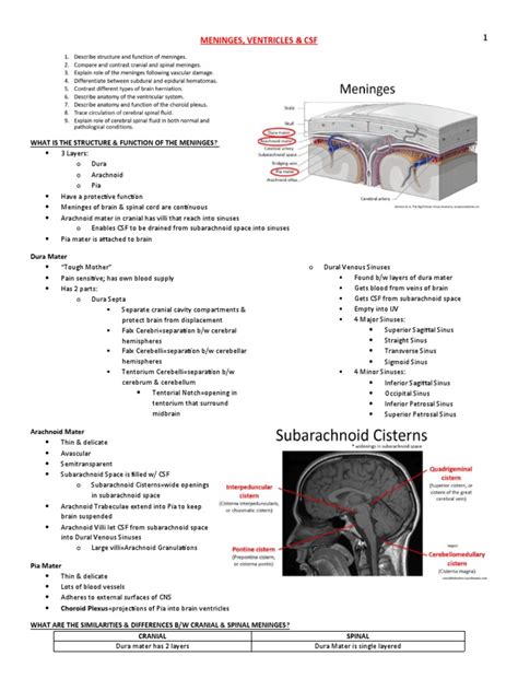 Meninges Ventricles Csf Study Guide Pdf Cerebrospinal Fluid