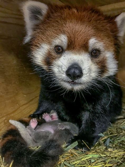 ‘adorable And Perfect Red Panda Cub Born At Zoo Shropshire Star