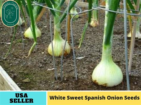 205 Seeds White Sweet Spanish Onion Seeds Authentic Seeds Etsy