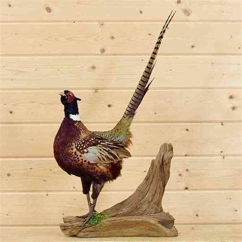 Ring Necked Pheasant Taxidermy Mount Sw5516 Taxidermy Pheasant