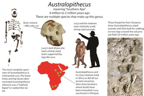 Episode 5 Field Guide Throwing In Human Evolution Past Time Paleo