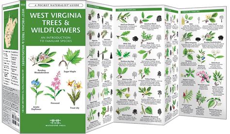 West Virginia Trees And Wildflowers Pocket Naturalist Guide