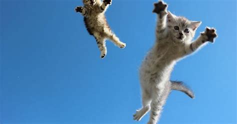 Flying Cats Imgur