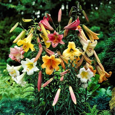 Colorful Trumpet Lily Bulbs For Sale Online Big Band Collection
