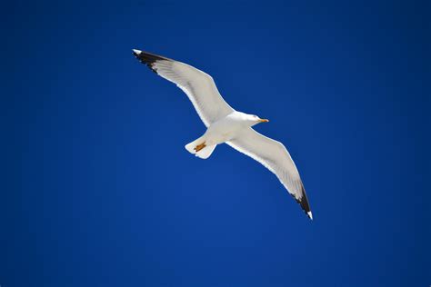 Free Stock Photo Of Bird In The Sky Blue Blue Sky