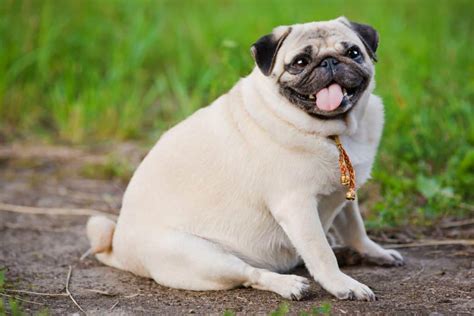 The most affordable pug puppy from a purebred dog breeder will be pet quality. Average Cost of Buying a Pug (With 21 Examples) - Embora Pets