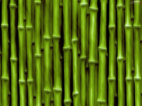 Bamboo Plants Wallpapers 1920x1440