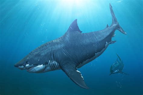 Biggest Sea Creature In History