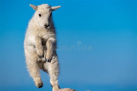 A Baby Mountain Goat Leaping On Rocks In The Mountains Stock Image