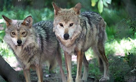 Two Endangered Mexican Gray Wolves Found Dead In New Mexico Wolf