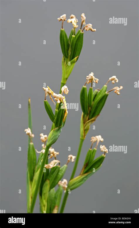 Seed Pods Of The Common Yellow Flag Iris Pseudacorus Iridaceae Stock
