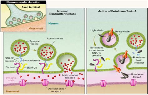 Download scientific diagram | mechanism of action: Toxins | Free Full-Text | Sensing the Deadliest Toxin ...