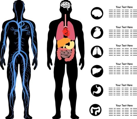 Human Body Infographic